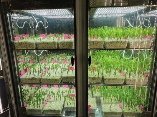 Liyi Price of Artificial Climate Humidity Control Airtight Seed Germination Plant Growth Chamber for Laboratory